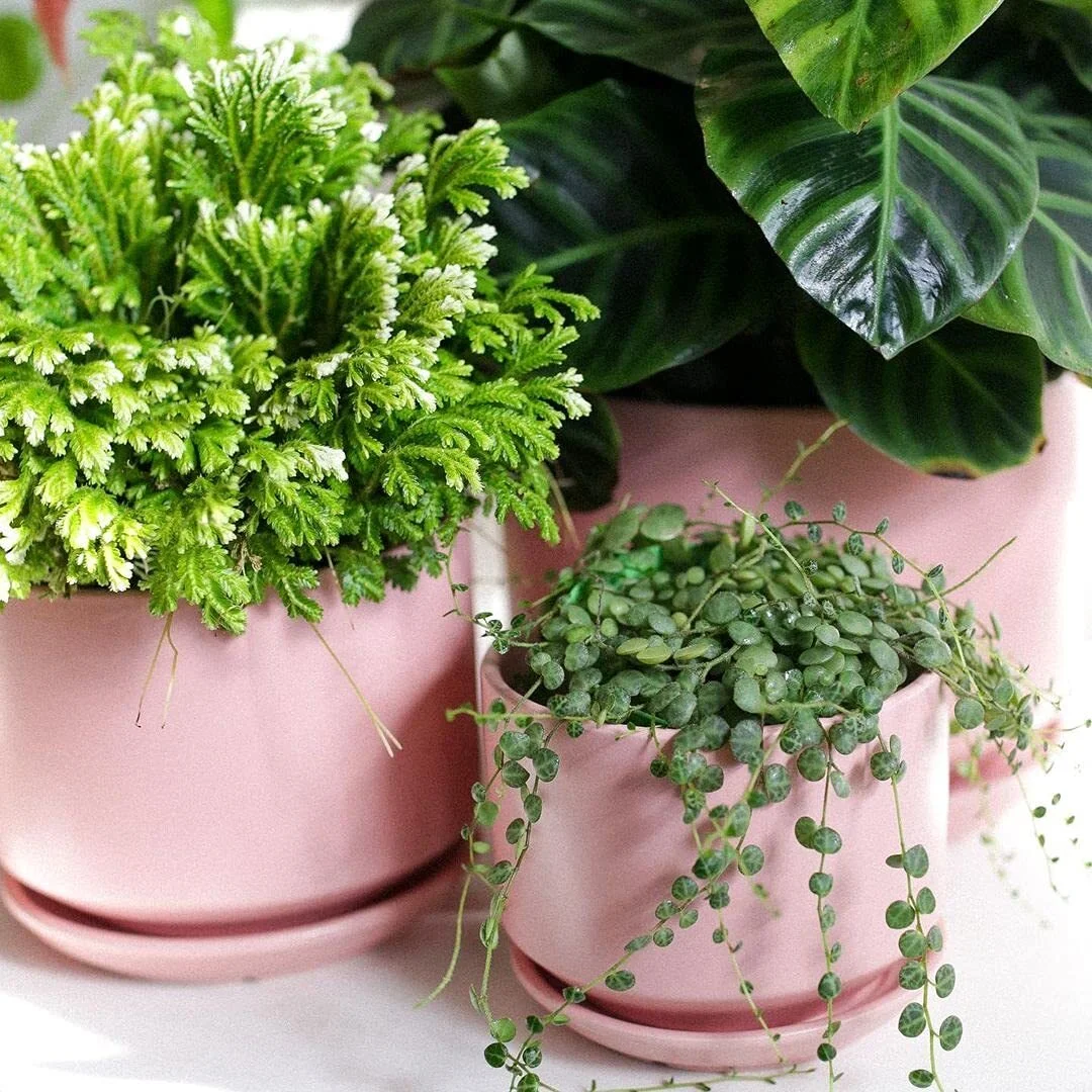 BEMAY Ceramic Planters, 4.3+5.3+6.8 inch Plant Pots with Drainage Hole and Saucer, Pack of Three Morden Flower Planters for Home Office, Pink