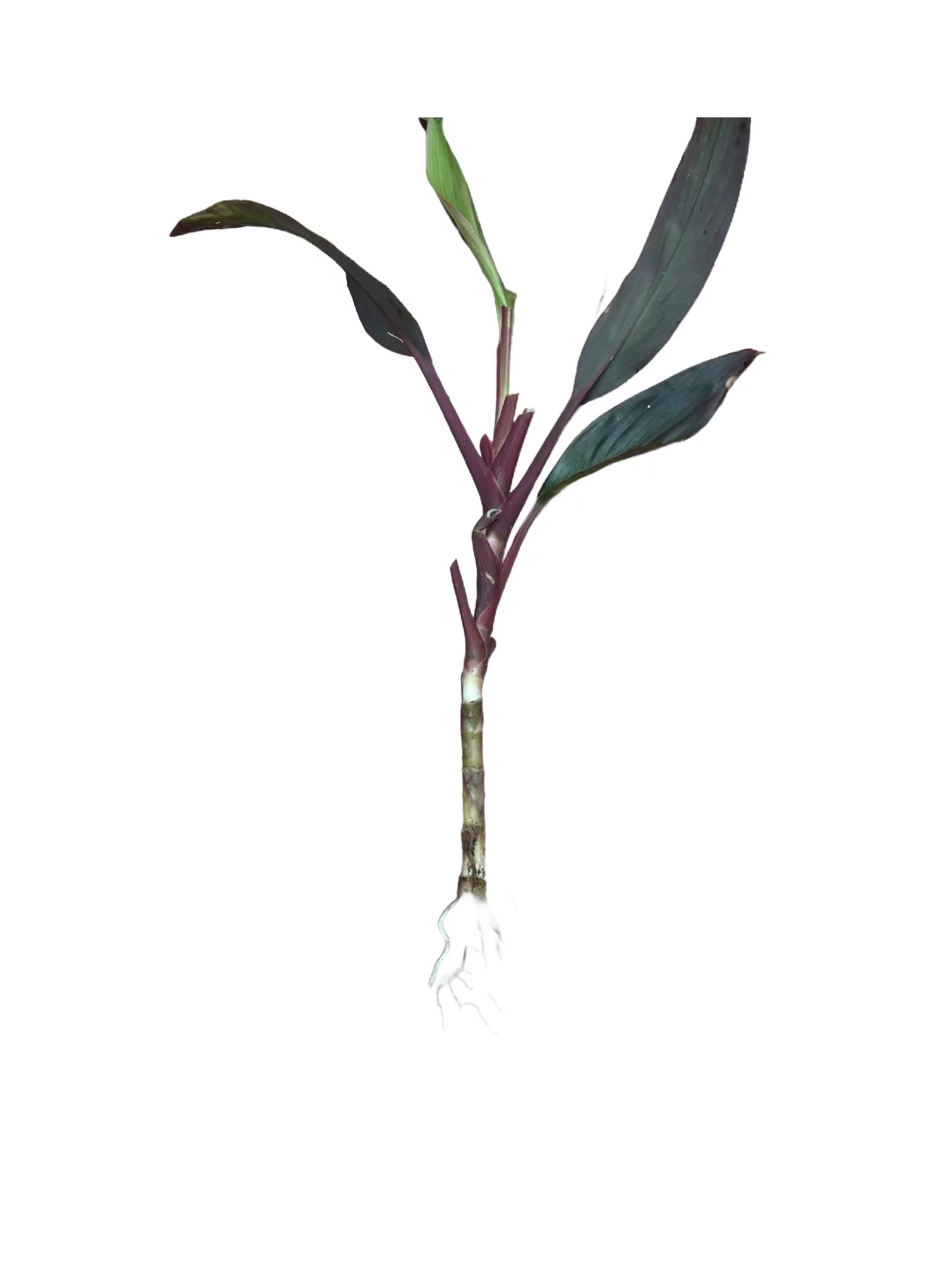 Hawaiian Good Luck Green & Red Live Ti Leaf Plant Cuttings 1Pk 2 Logs, Moderate Light