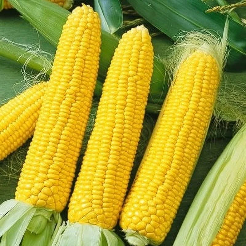 Corn Seeds - NK 199 - 1 Ounce -  Vegetable Seeds,  Hybrid Seed  Fast Growing, Culinary