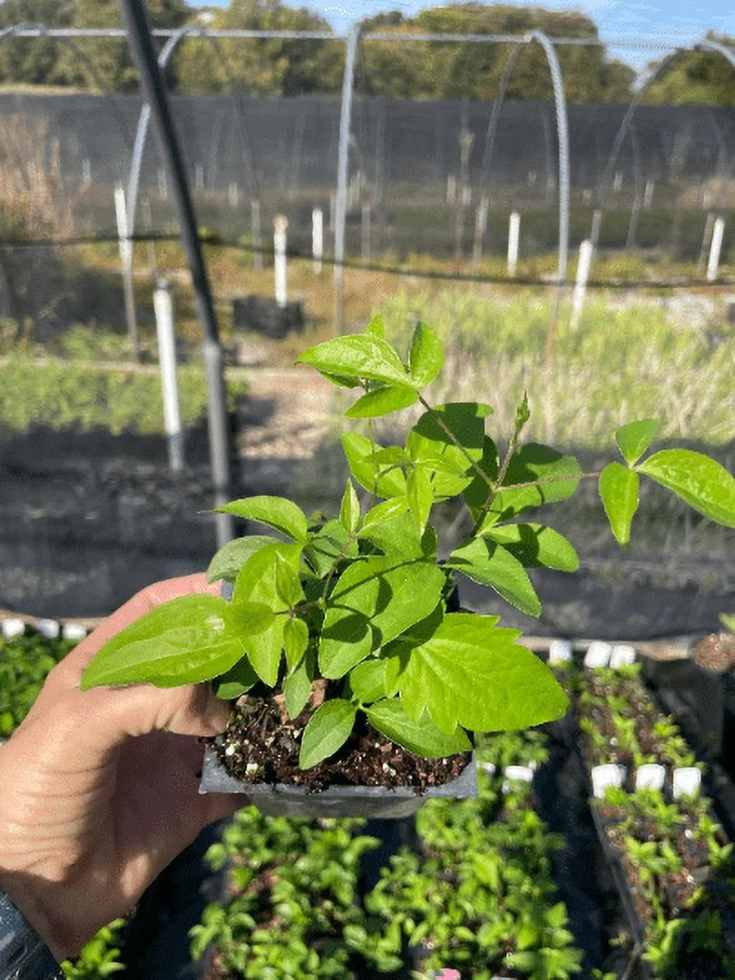 Clematis 'Purpurea Plena Elegans' in a 4