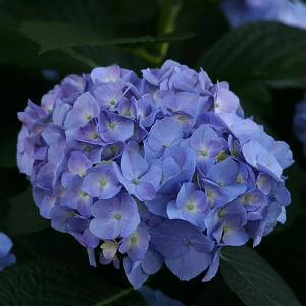 Hydrangea-Lets-Dance-Blue-Jangles - QT Pot (Shrub)