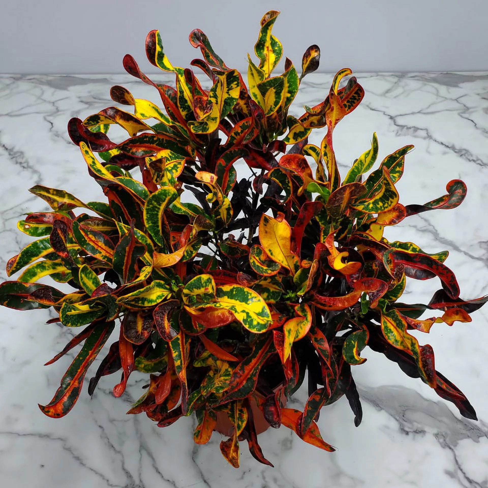 Tropical Plants of Florida 24