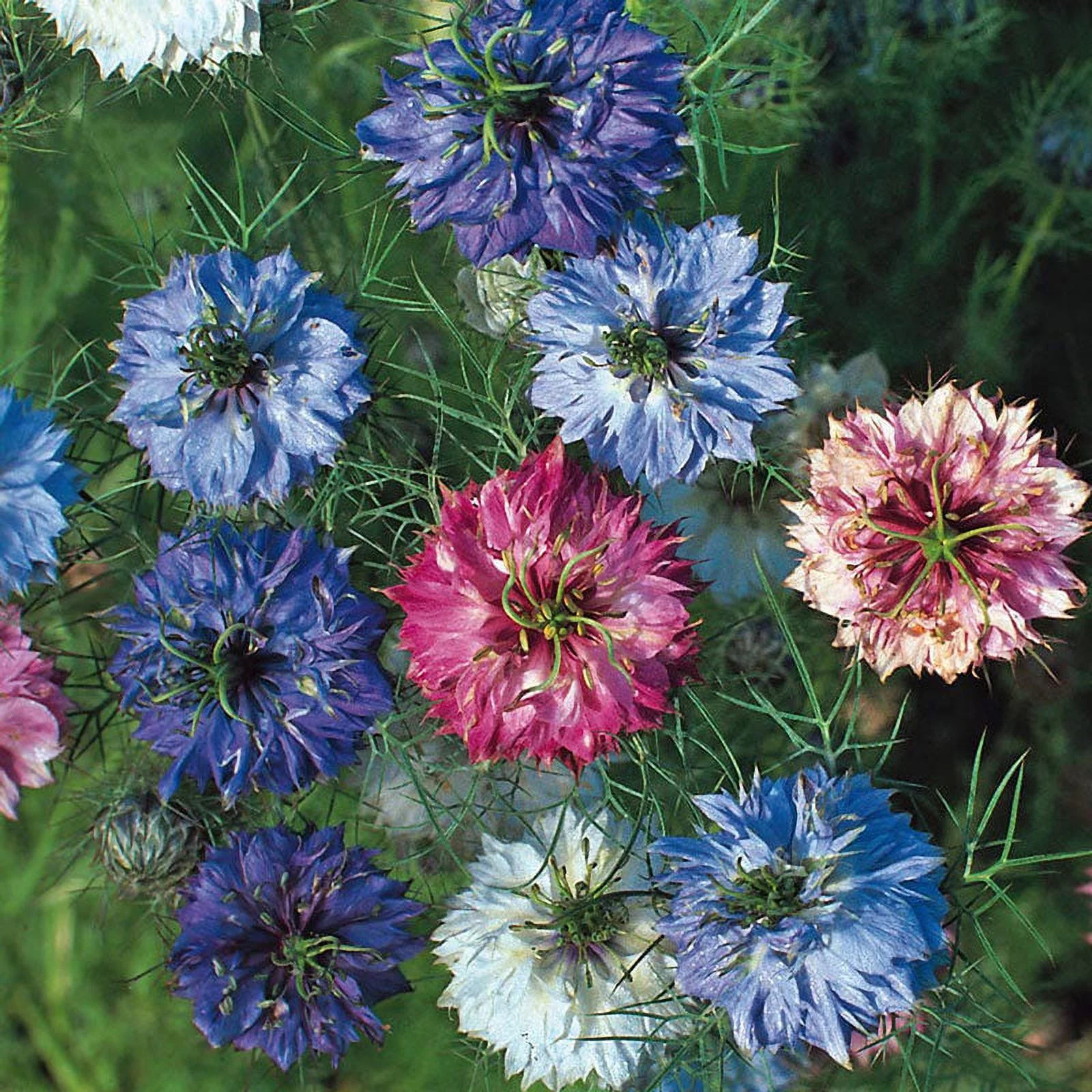 Love in a Mist Seeds - Miss Jekyll Double Mix - Packet - Purple/Pink/White Flower Seeds,  Heirloom Seed  Attracts Bees, Attracts Butterflies, Attracts Pollinators, Easy to Grow & Maintain, Container