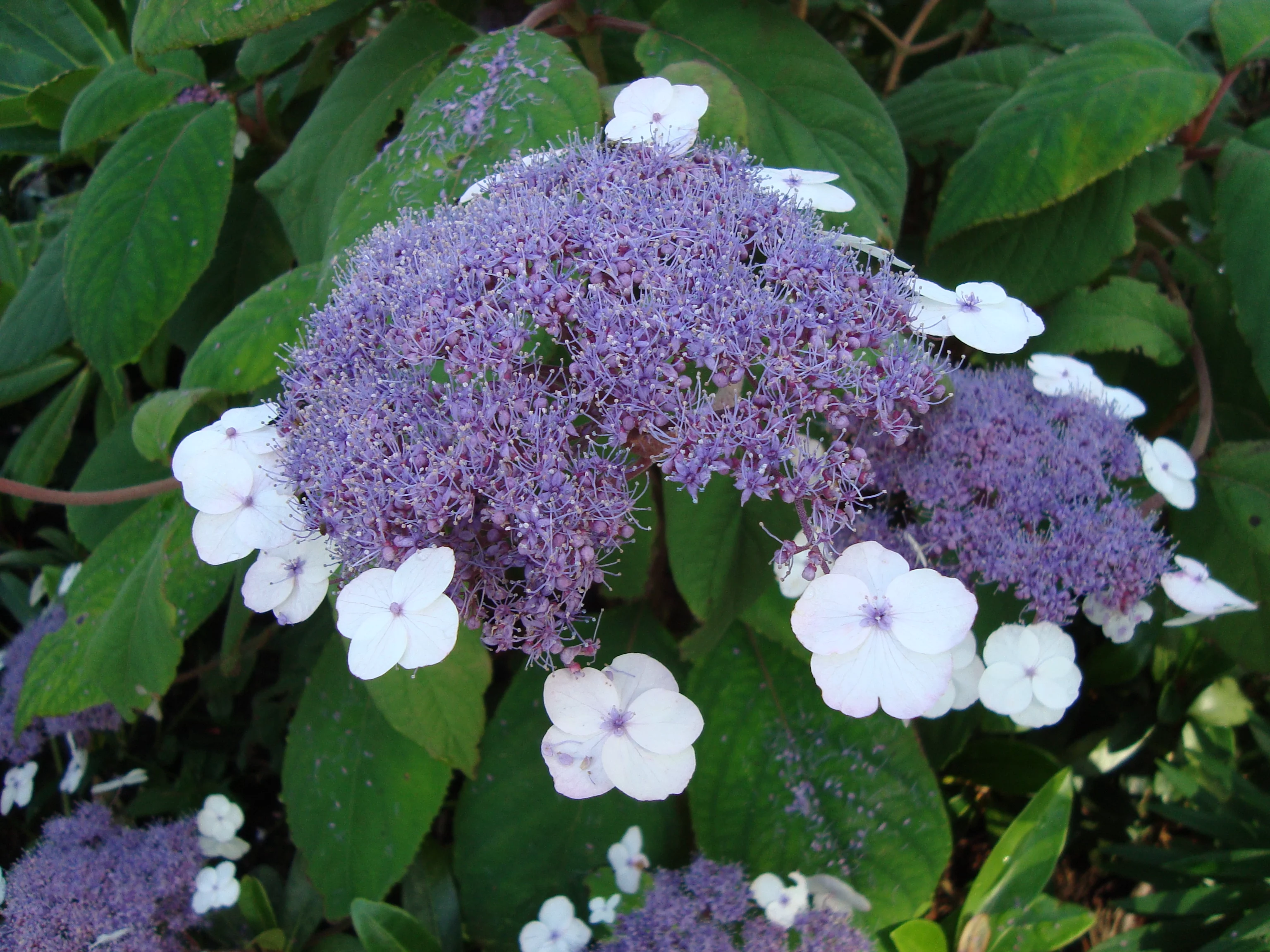 ( 1 ) - Blue Bird Lacecap Hydrangea - Starter Plant ( XL ) ( 1 live plant )