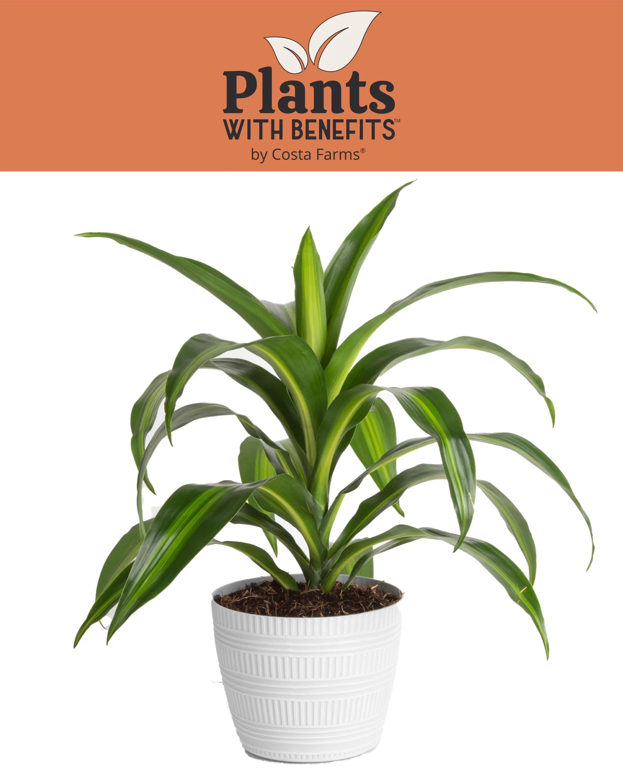 14in. Tall Madagascar Dragon Tree plant 6in. Décor Pot