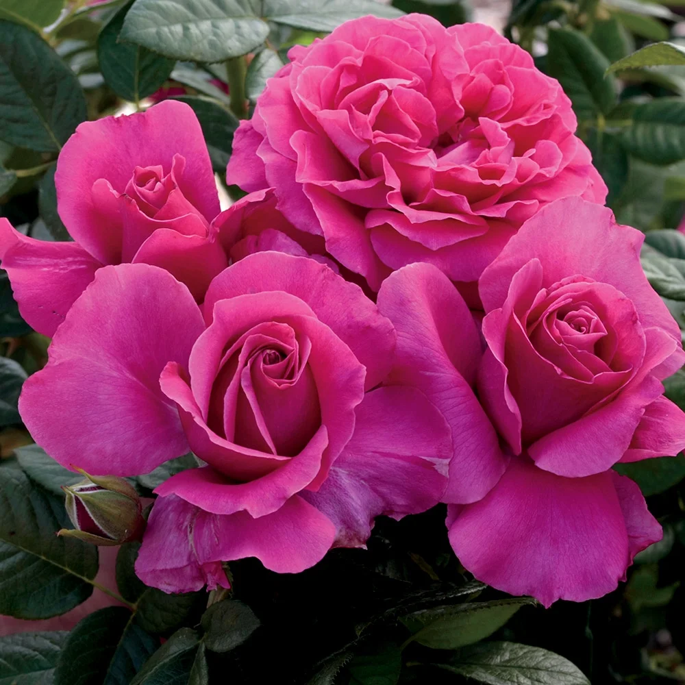 Heirloom Roses Rose Bush - Pretty Lady Rose™ Hybrid Tea , Live Rose Plant