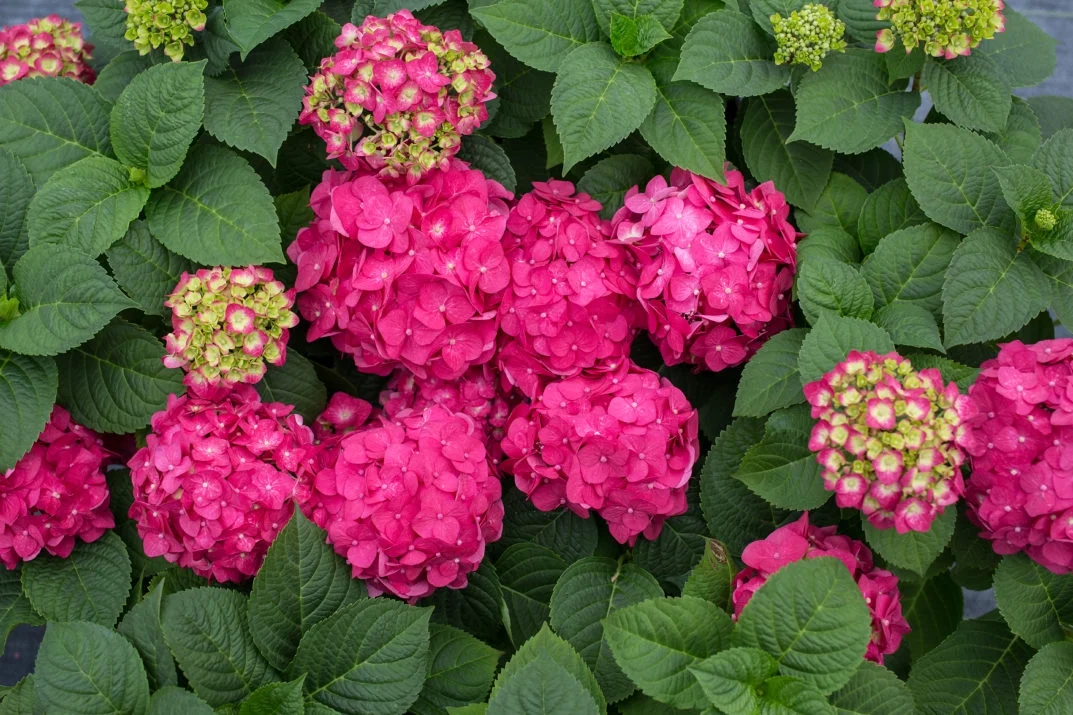 Endless Summer 1G Hydrangea Summer Crush Live Shrubs Full Sun Red