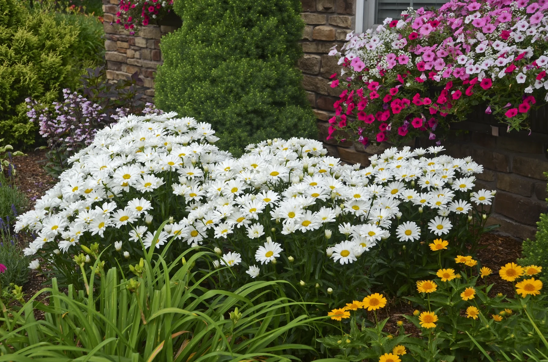 4.5 in. Qt. Amazing Daisies Daisy May Shasta Daisy (Leucanthemum) Live Plant, White Flowers