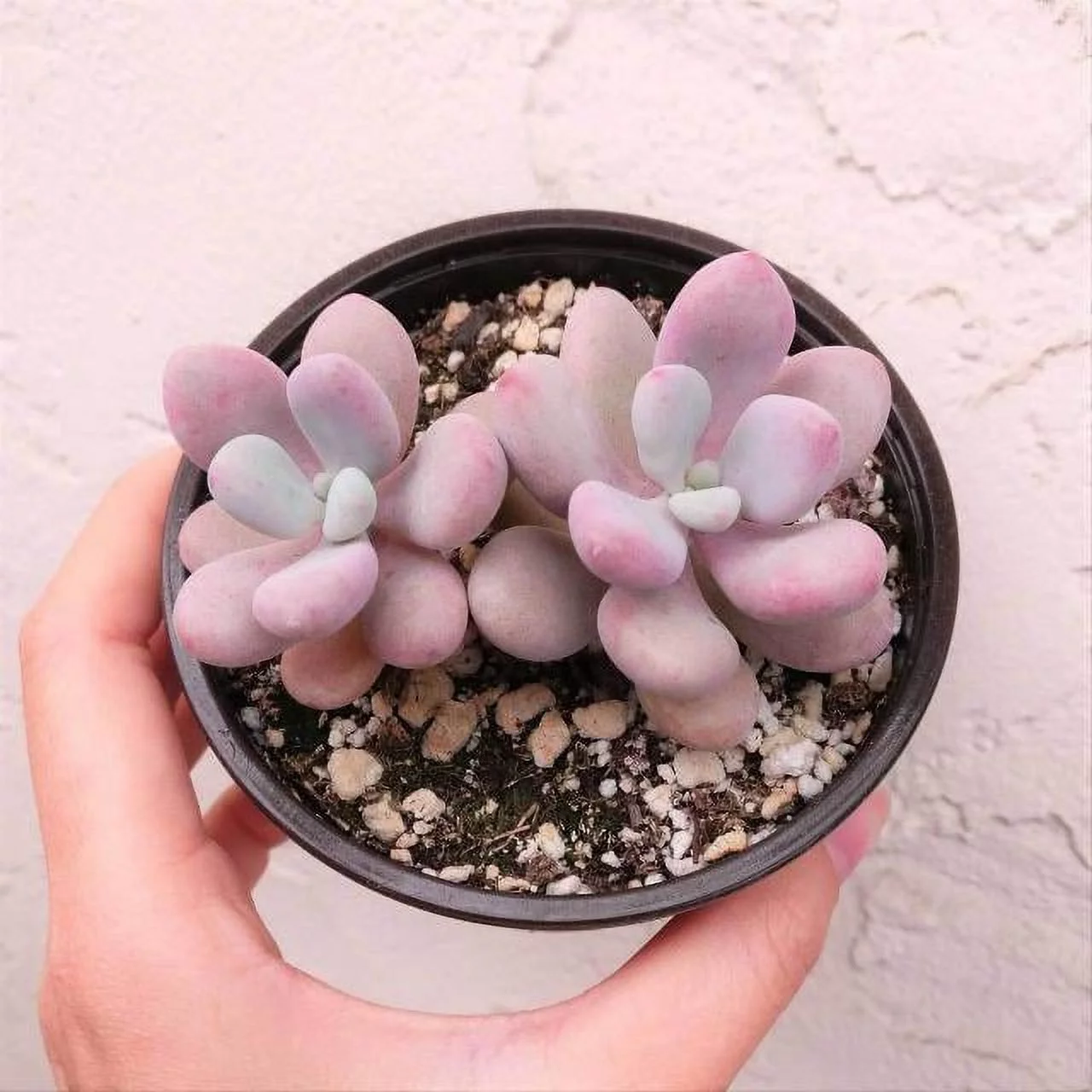 Moonstones Pachyphytum Pink Unique Succulent, Easy to Grow - 4 inch size