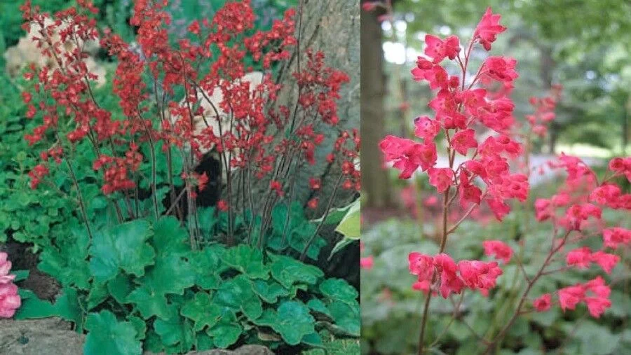 30+ HEUCHERA FIREFLY , CELLS / FRAGRANT SHADE PERENNIAL FLOWER SEEDS