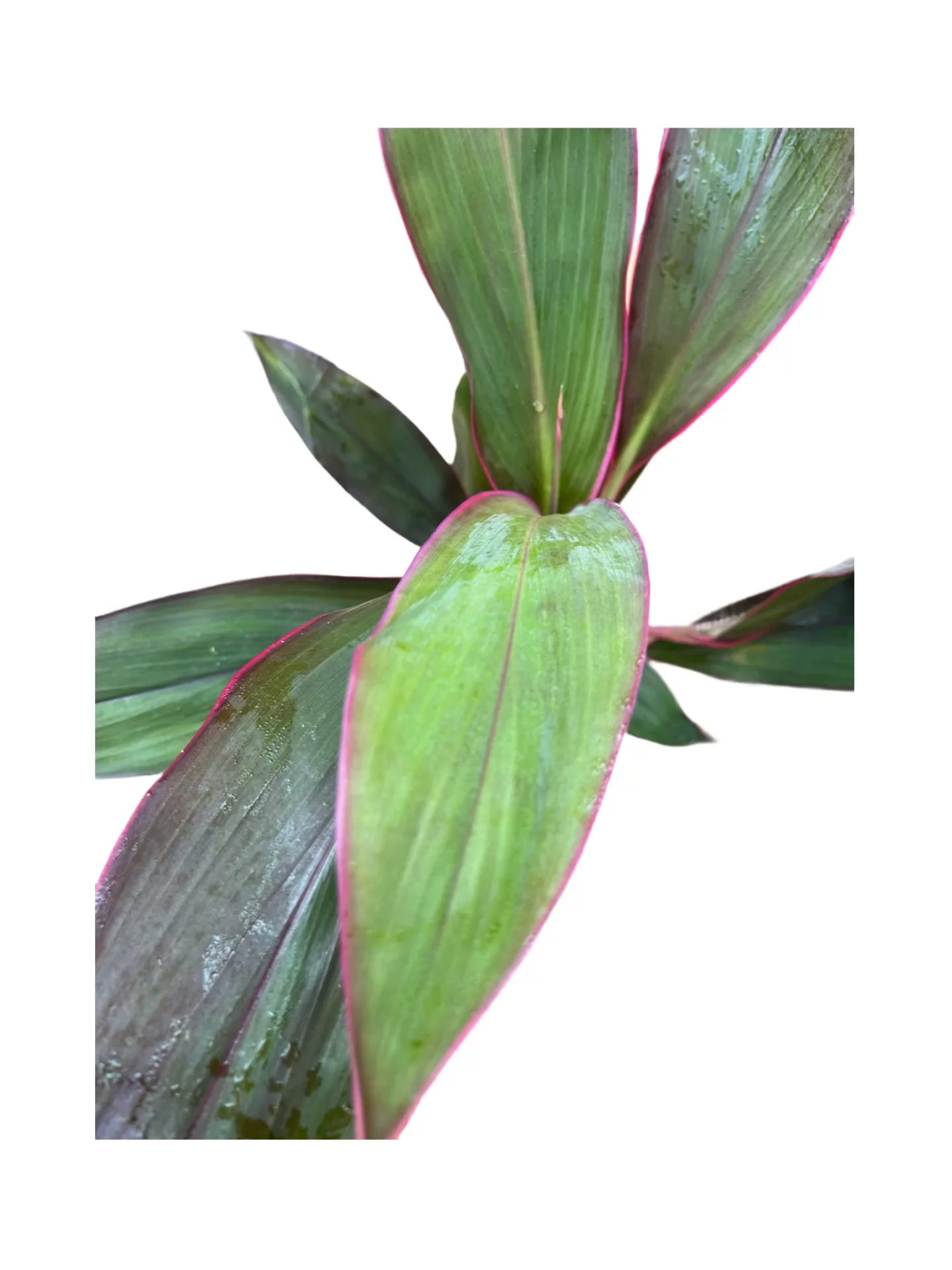 Hawaiian Good Luck Green & Red Live Ti Leaf Plant Cuttings 1Pk 2 Logs, Moderate Light