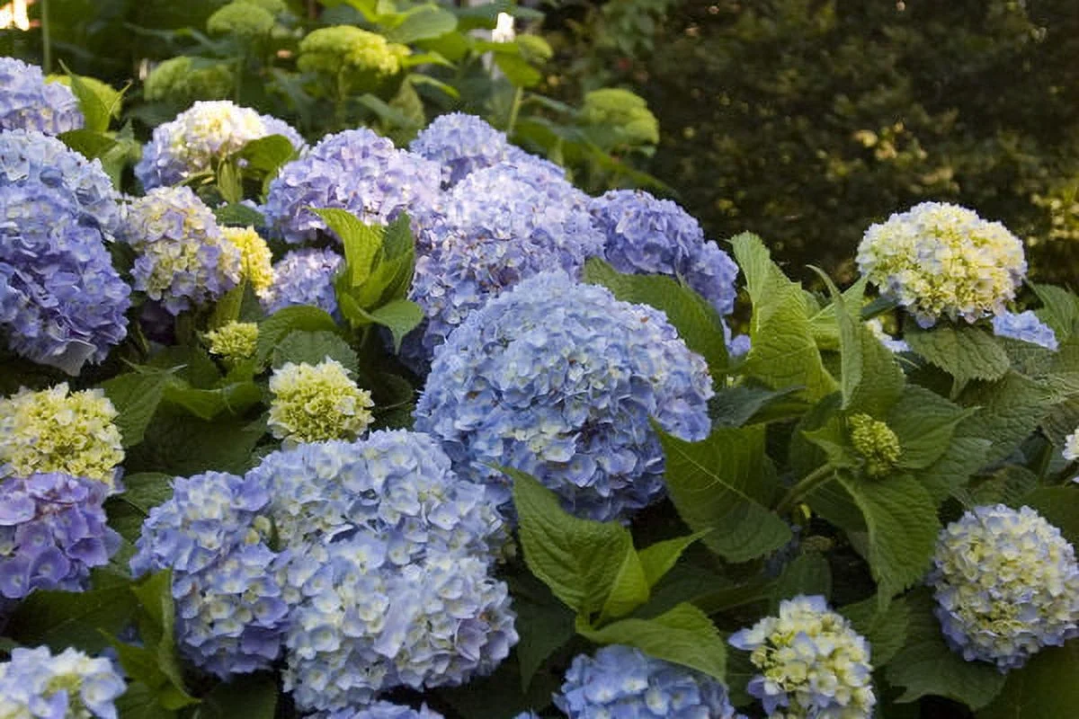 Endlesssummer Hydran 1g Hydrangea Es Live Plant