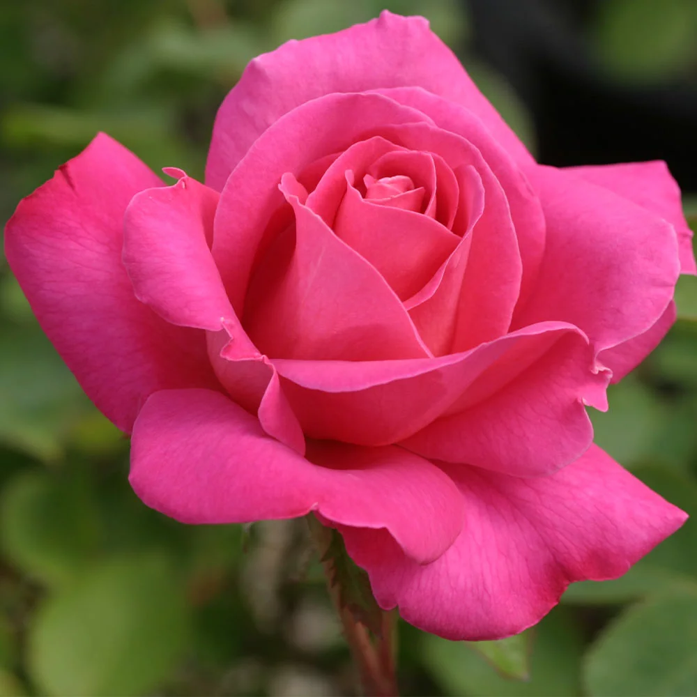Pink Peace Hybrid Tea Rose by Heirloom Roses - Live Rose Plant