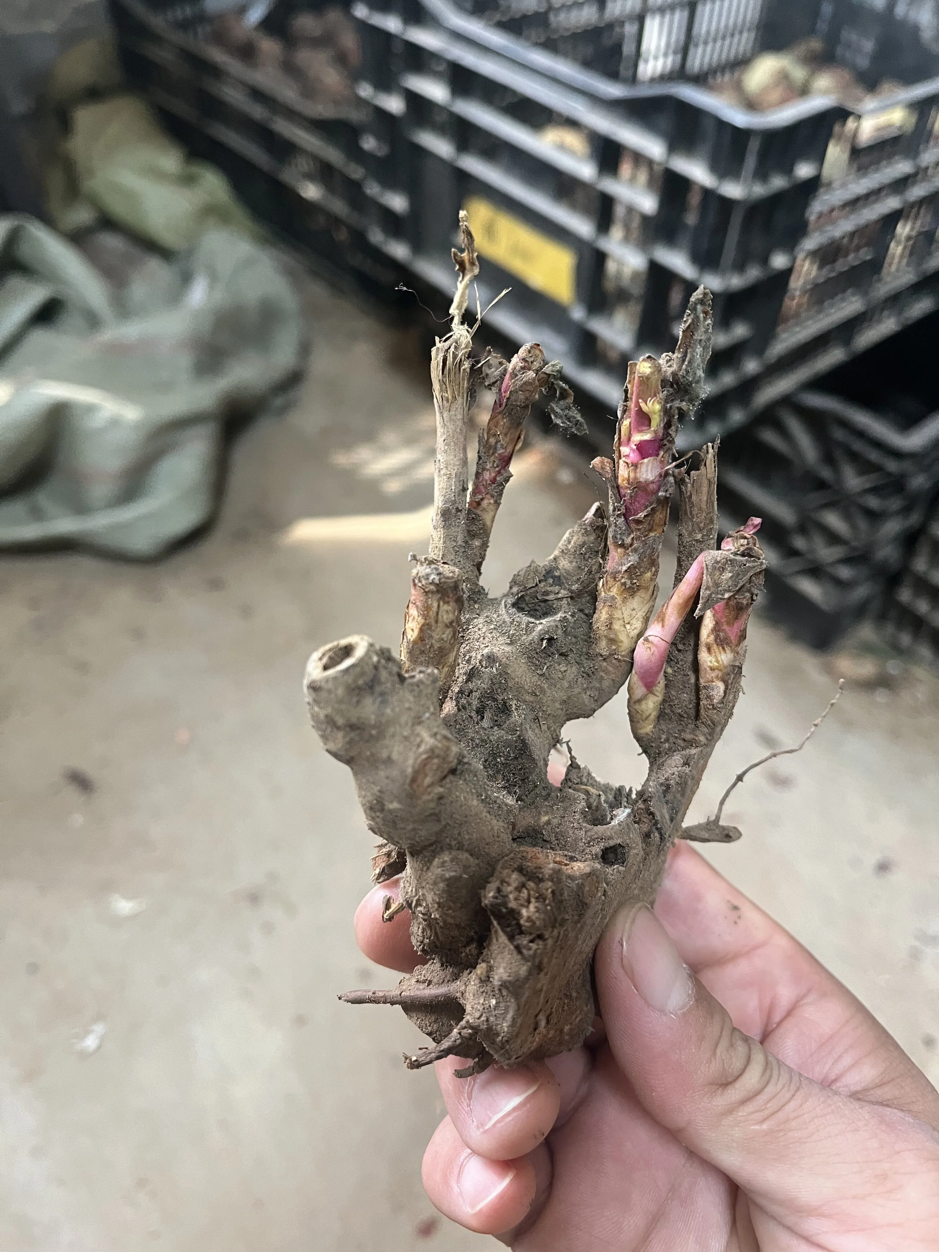 Peony Bulbs, Peony Bulbs,Potted Plant,  Perennials, DecorationPeony Plant, Beauty,Ornamental, Four Seasons,Peony Bulbs For Sale