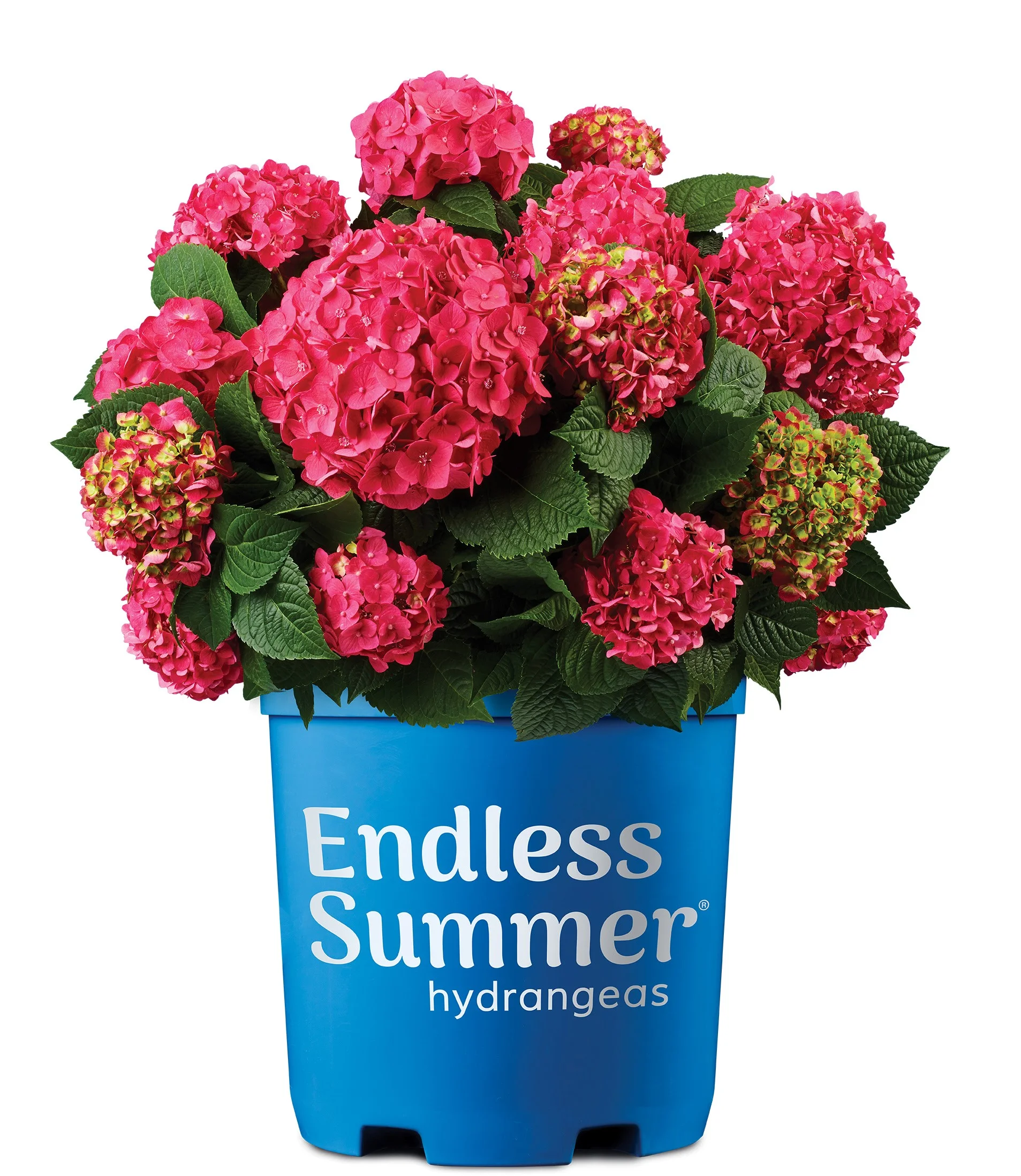 Endless Summer Outdoor Live Plant Hydrangea Pink 18