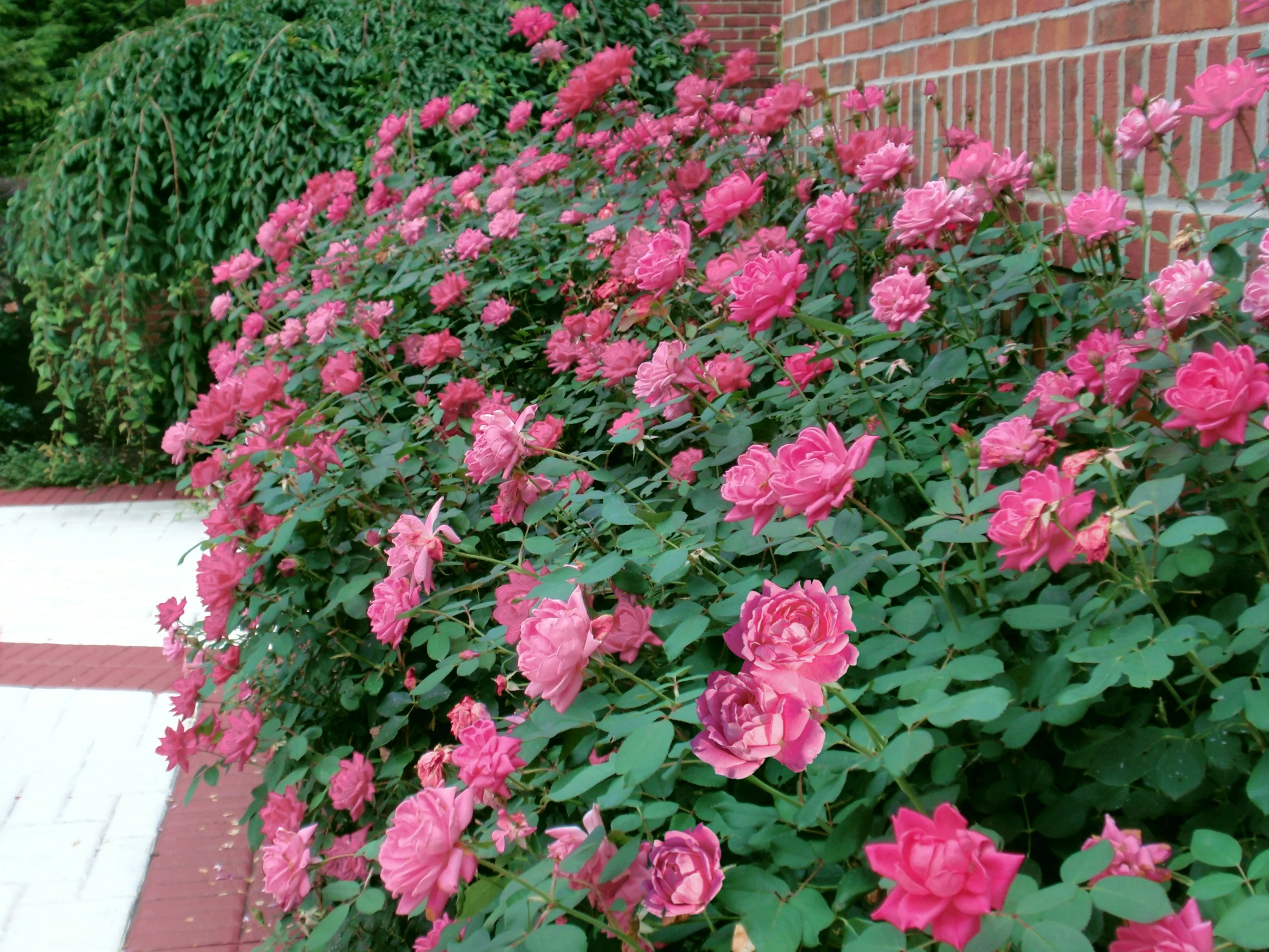 Bareroot Pink Knock Out® with Soft Pink Blooms - Live Shrub with Full Sun - 2 Piece