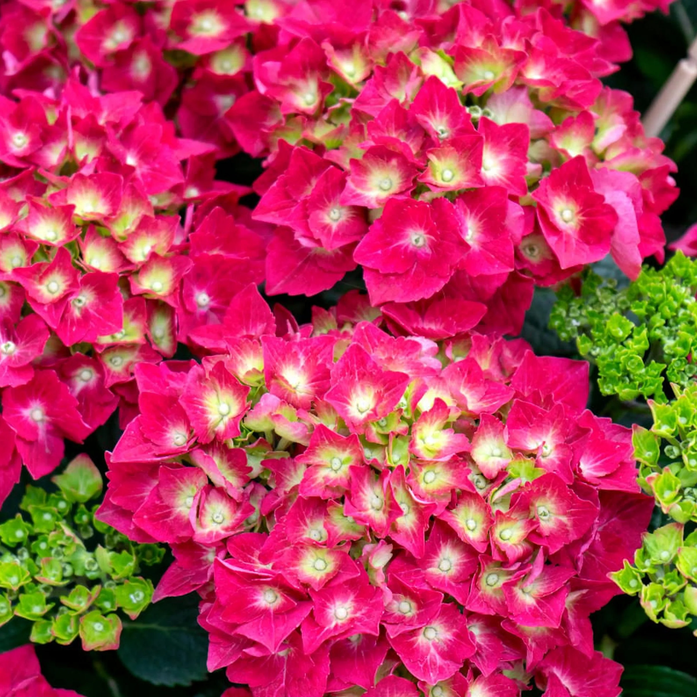 4 in. Hydrangea Glowing Embers Live Shrub with Pink Flowers (3-Pack)