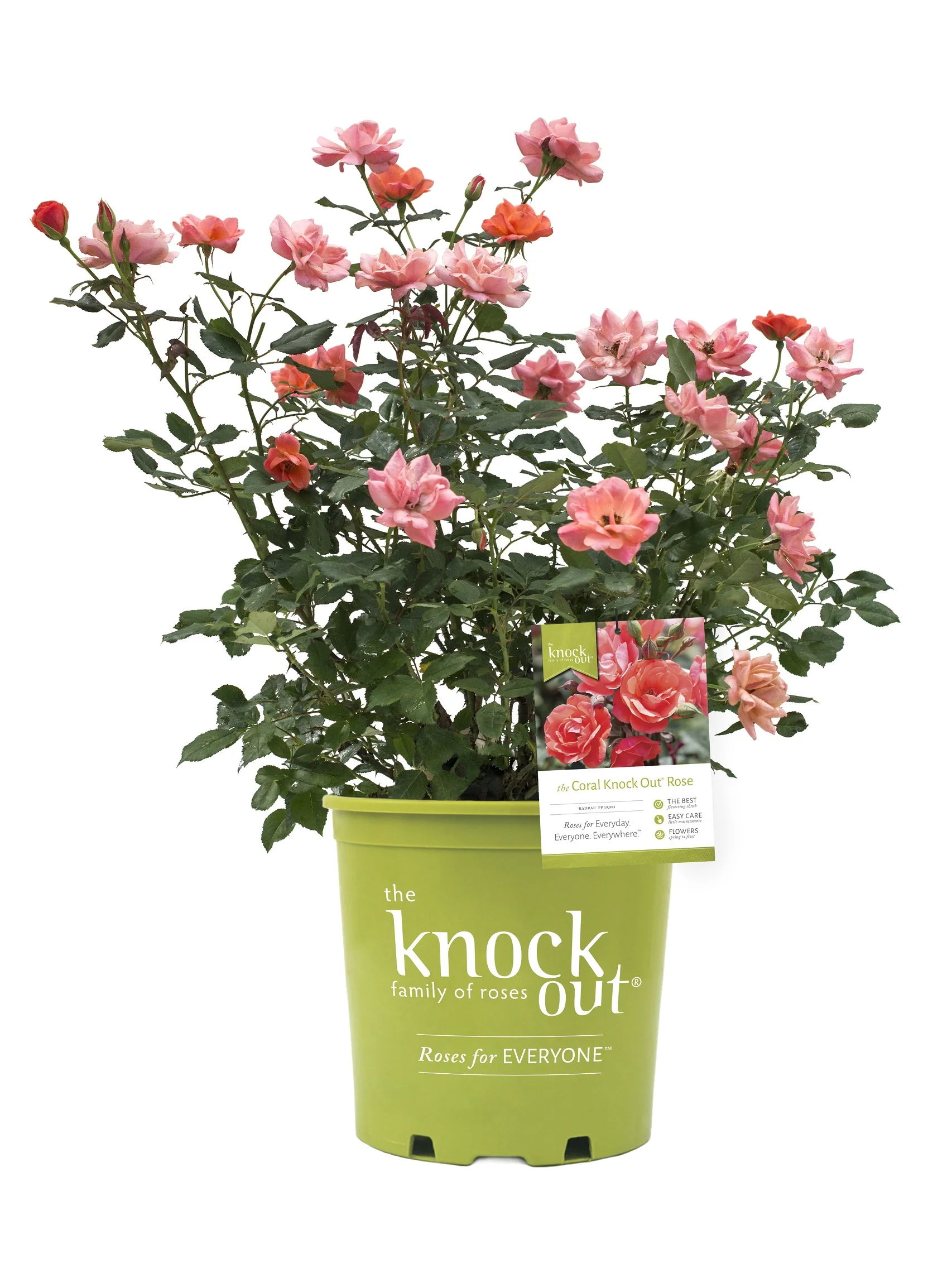 Coral Knock Out Rose Bush (1 Gallon) Flowering Semi-Evergreen Shrub with Orange-Coral Blooms - Full Sun Live Outdoor Plant