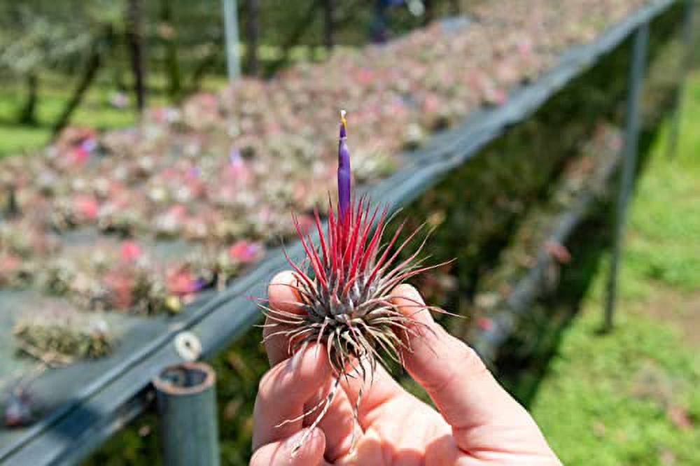 25 Pack Air Plants Assorted Tillandsia Ionantha - Live Succulent House Plants - Available in Wholesale and Bulk - Home and Garden Decor - Easy Care Indoor and Outdoor Plants