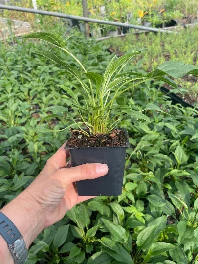2 Sombrero Lemon Yellow Cone Flower/ Echinacea in 4 Inch Pots