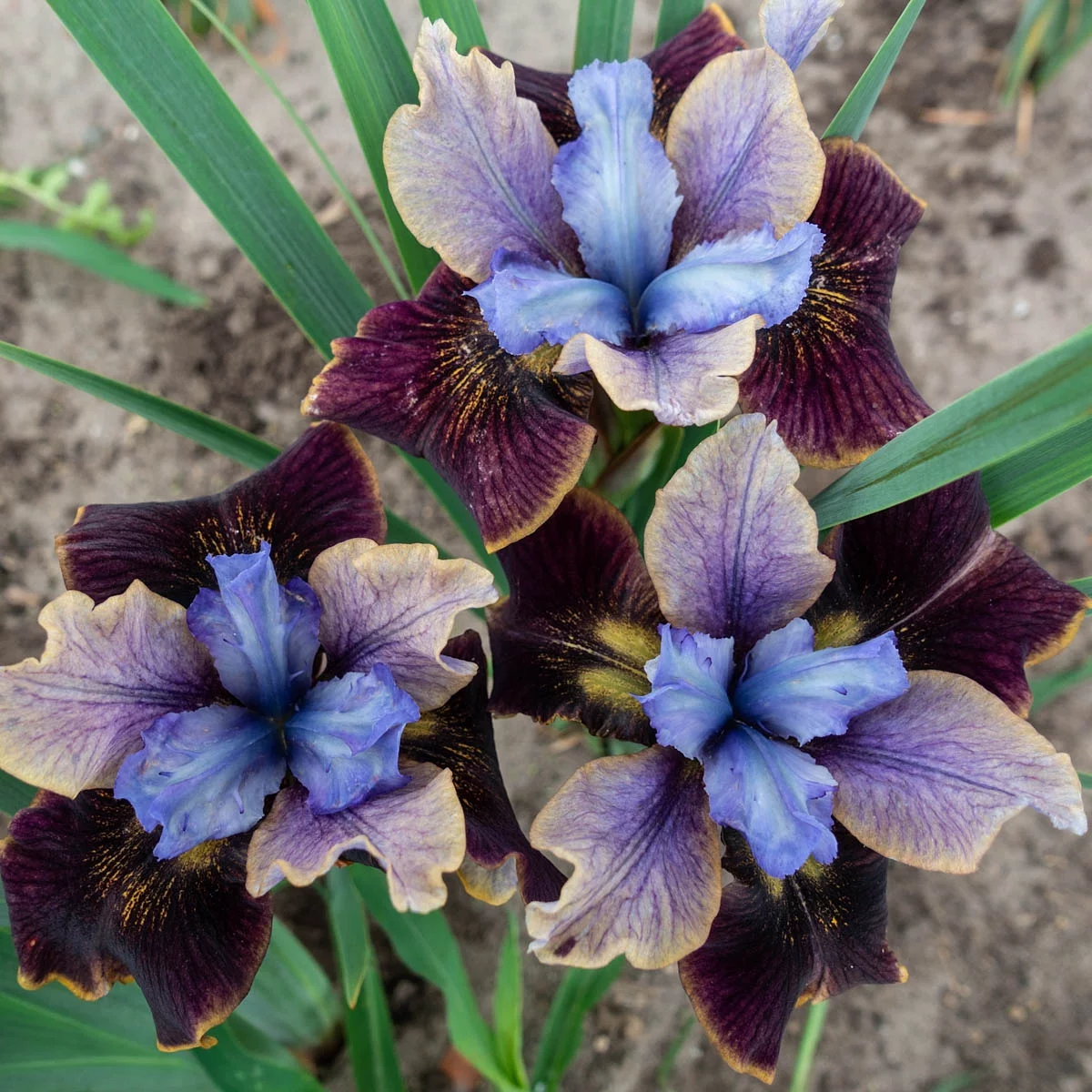 Black Joker Siberian Iris Dormant Bare Root Perennial Plants, 3-Pack