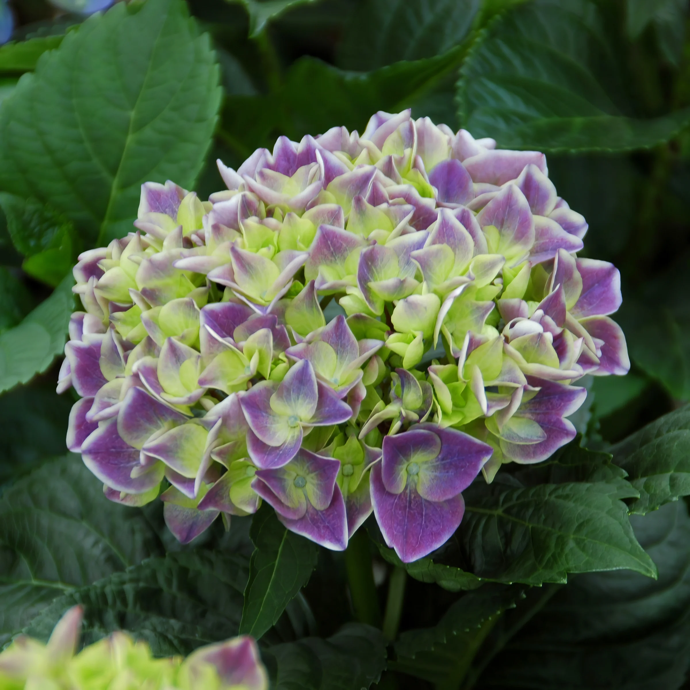 2 gal. Hydrangea Violet Crown Shrub with Purple Flowers