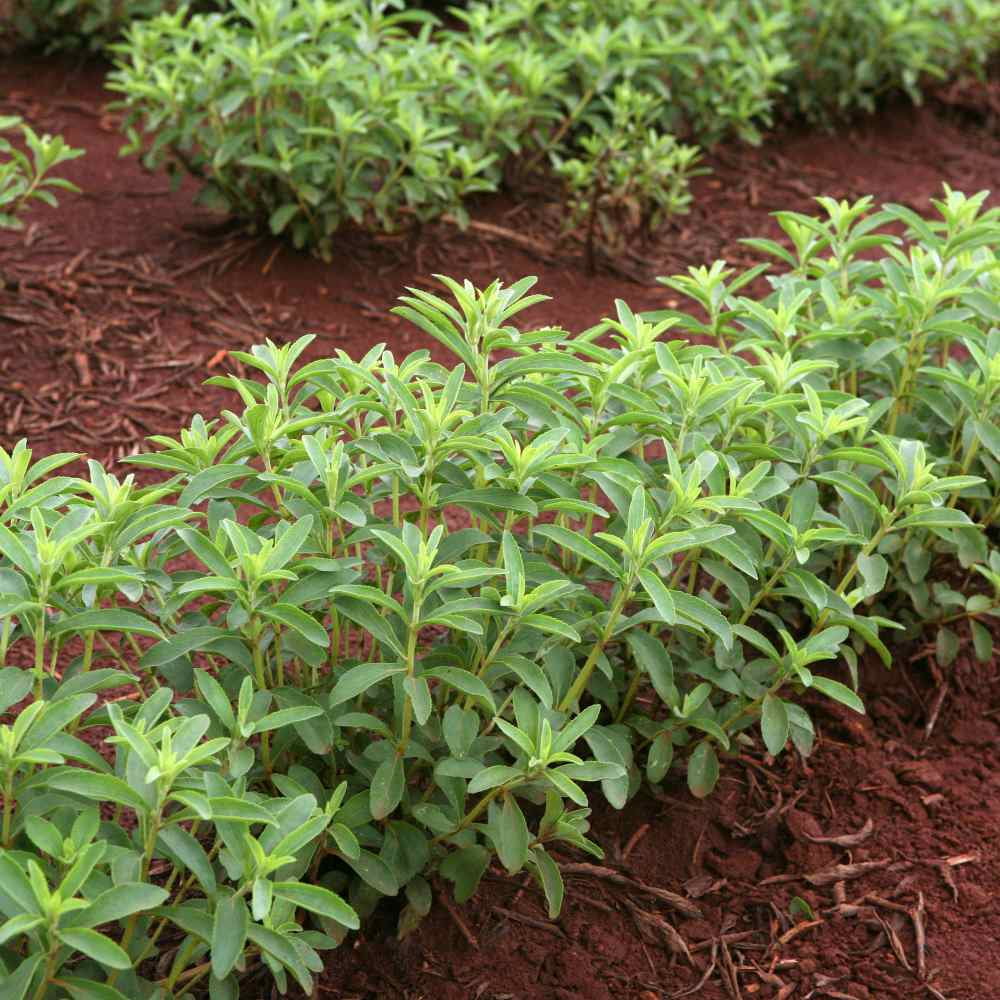 Stevia Seeds - Stevia Rebaudiana Herb Seed - 50 Seeds