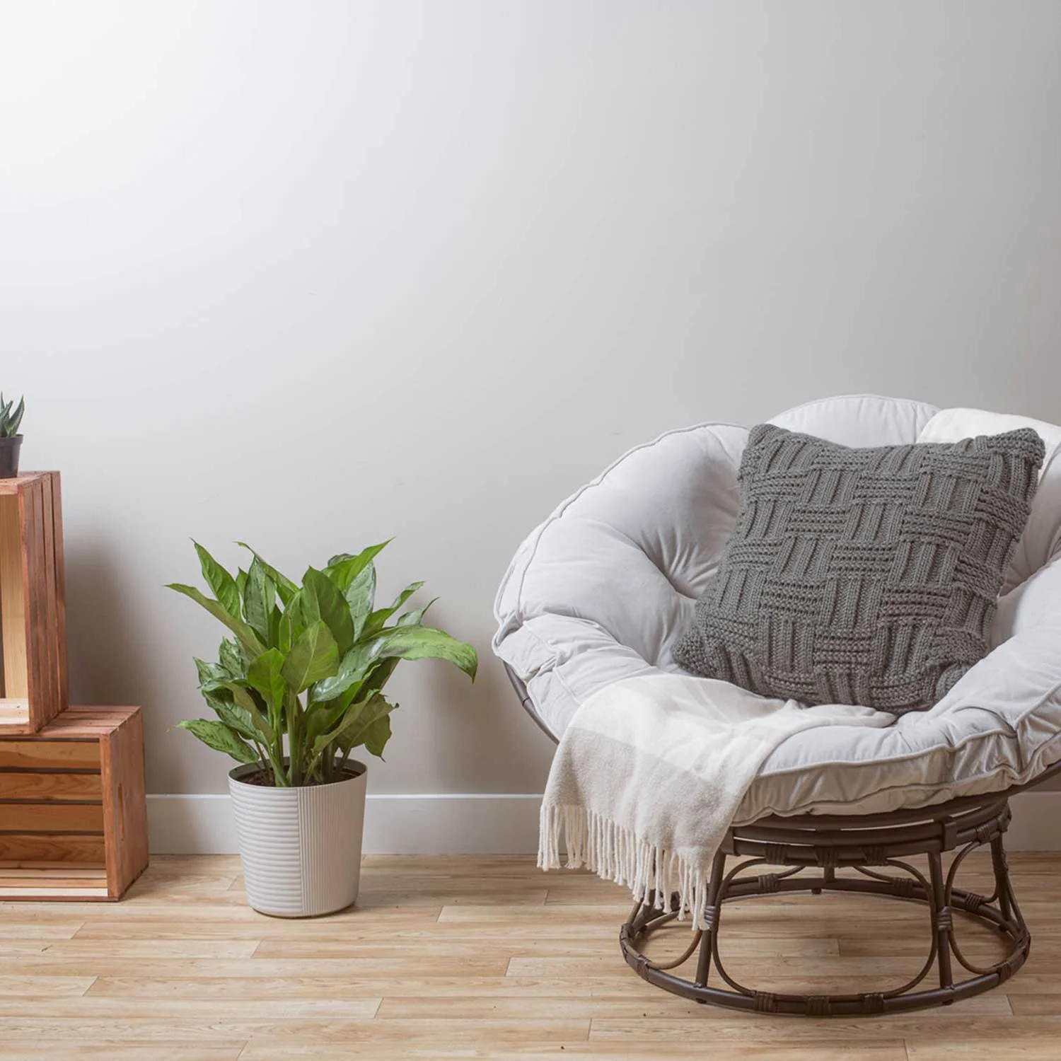 24-inch-Tall Multi-color Aglaonema; Indirect Light Plant in 9.25-inch White Pot