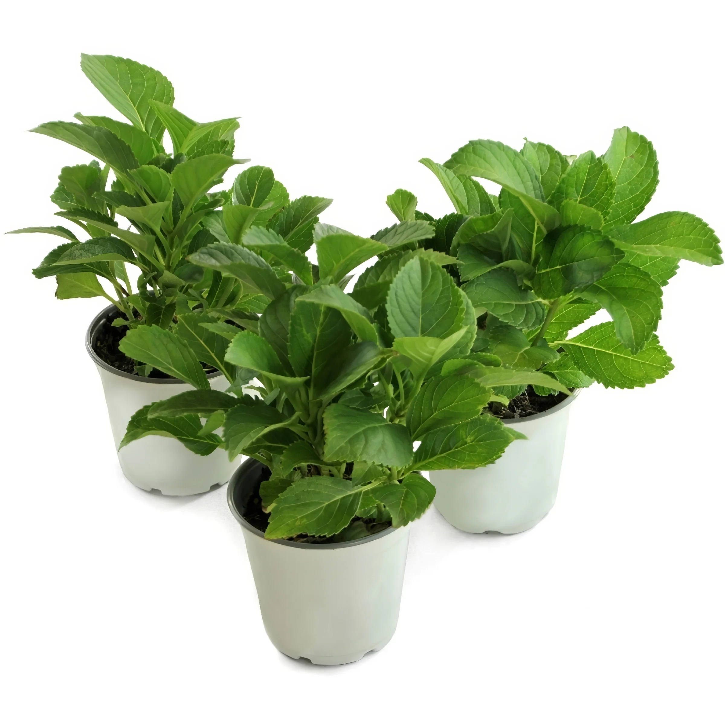 4 in. Hydrangea Glowing Embers Live Shrub with Pink Flowers (3-Pack)