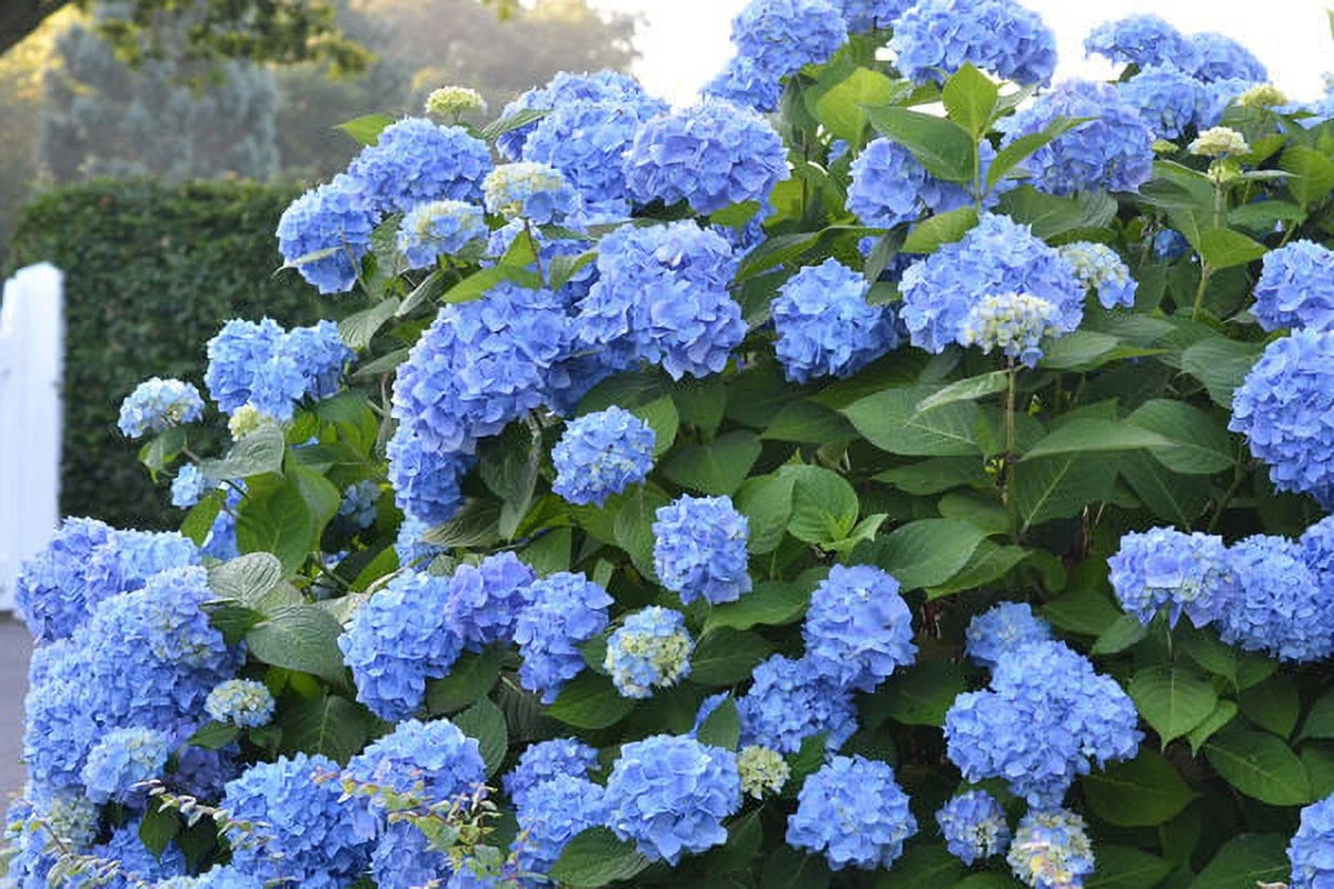 Endlesssummer Hydran 1g Hydrangea Es Live Plant