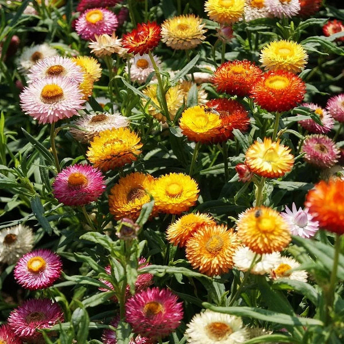 Strawflower (Dwarf) Seeds - Tom Thumb Mix - 1/4 Pound - Pink/Yellow/Orange Flower Seeds,   Attracts Bees, Attracts Butterflies, Attracts Pollinators, Easy to Grow & Maintain, Cut Flower Garden