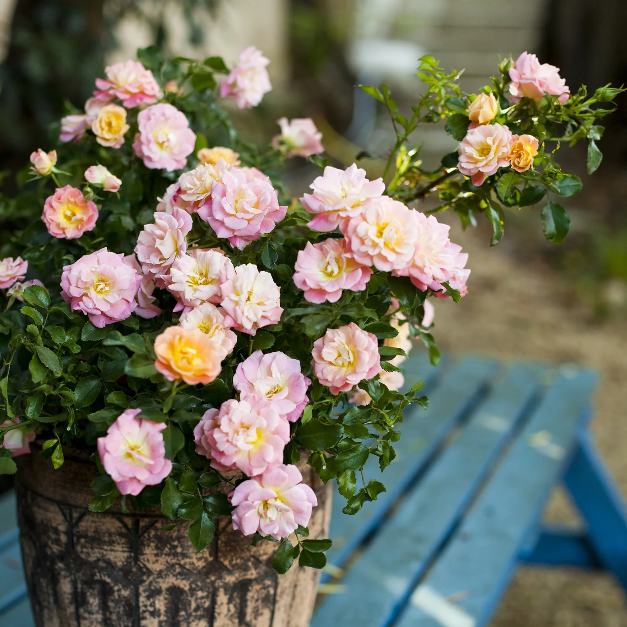 The Peach Drift® Rose Plant with Vibrant Peach Flowers 3 Gallon