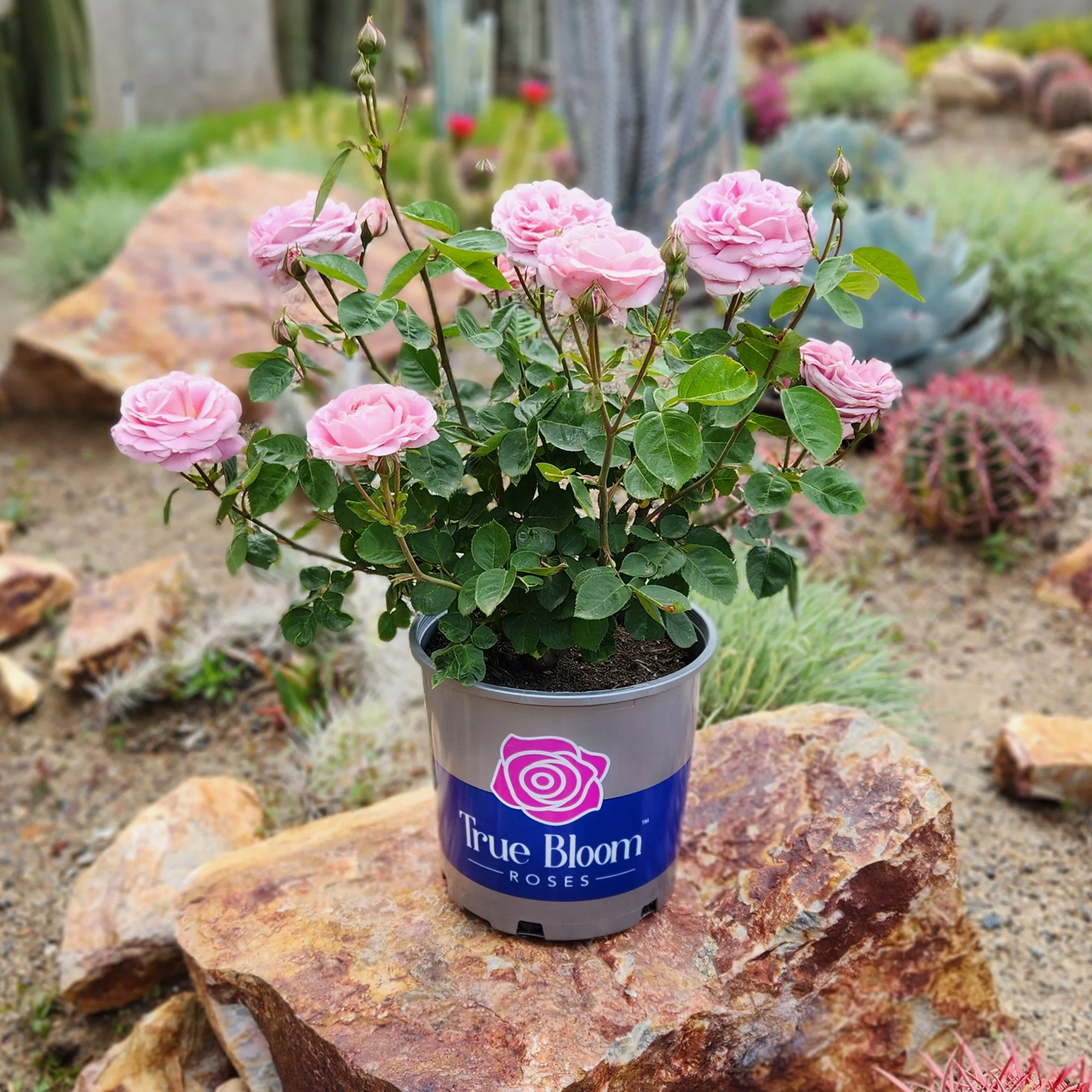 'True Perfume' PP28929 Pink Rose Bush | 8qt. Grow Pot | Full Sun | True Bloom by Altman Plants