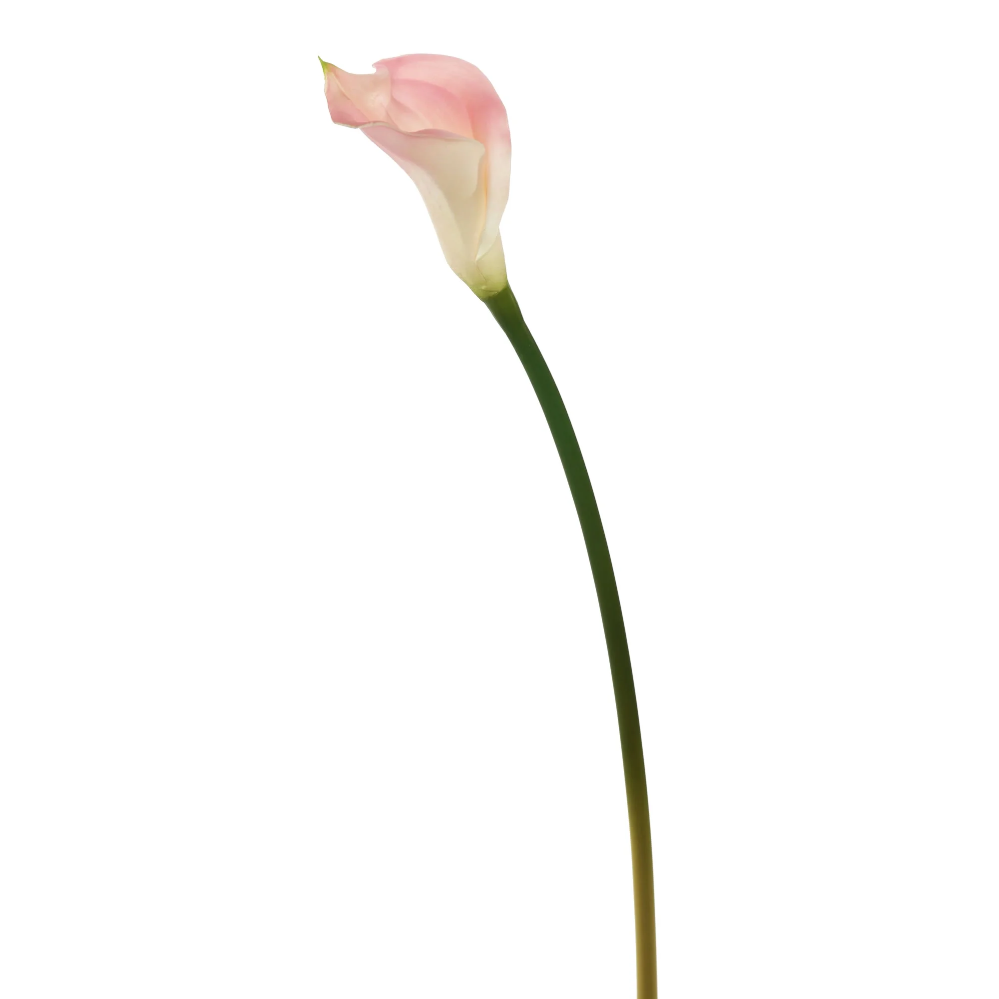 Vickerman 26'' Artificial Pink Calla Lily Stem, 6 per Bag