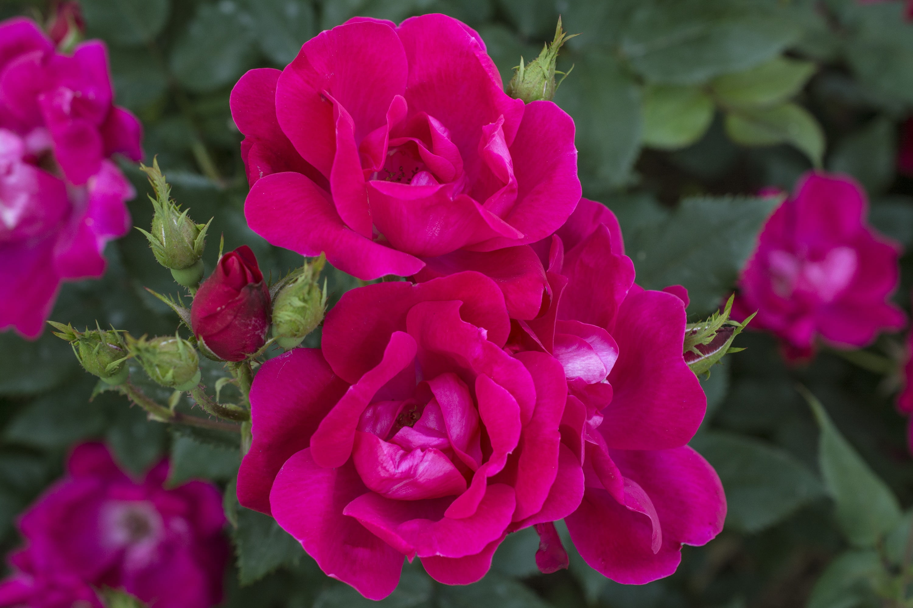 Knock Out 2 gal Rose Double Red Live Shrubs
