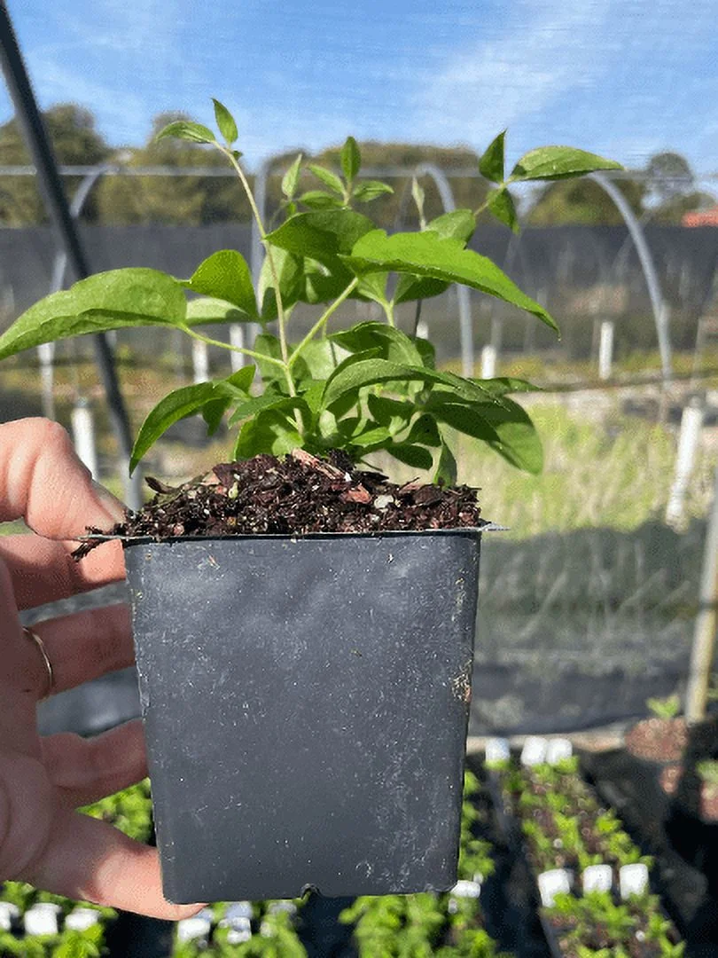 Clematis 'Blue Light' in a 4