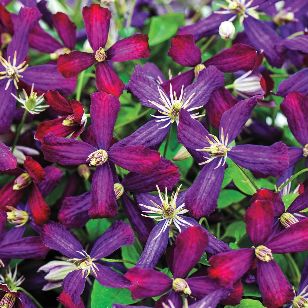 Spring Hill Nurseries Purple Flowering Sweet Summer Love Clematis Vine, 4-Inch Potted Perennial Plant, 1-Pack