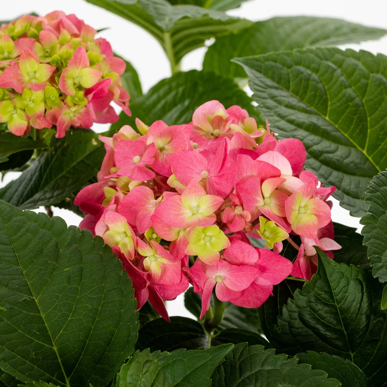 Endless Summer 1Gal Popstar Hydrangea Live Shrub Grower Pot Sun