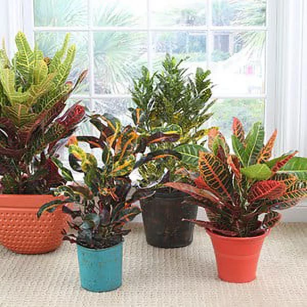 Expert Gardener Live Indoor 24in. Tall Multicolor Croton Plant, Full Sun, in 10in. Grower pot