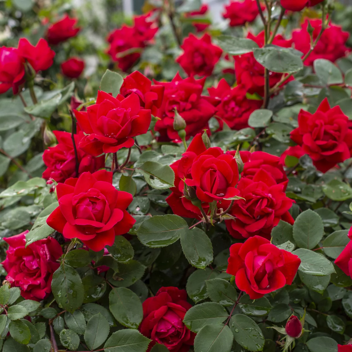 Van Zyverden Roses the KnockOut Double Red 3 Roses Red Partial Sun Perennial Pollinator 9 lbs