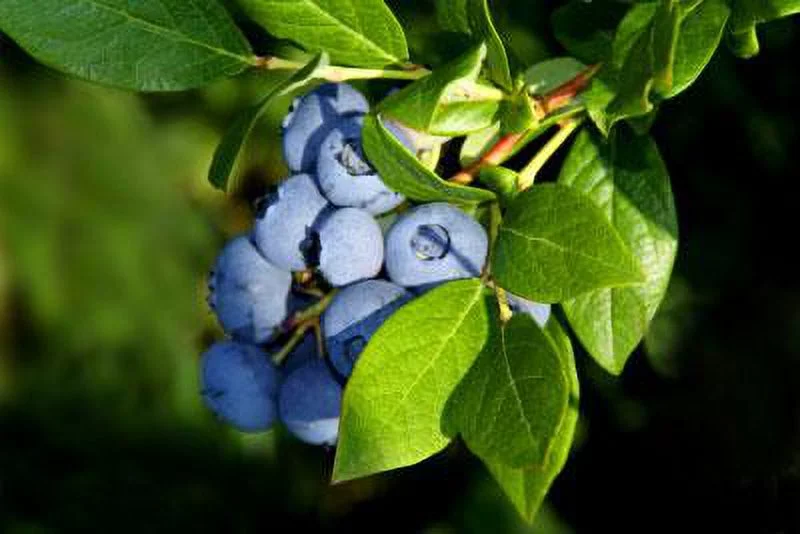 Toro Blueberry Bush- Cannot Ship to AZ, CA, OR or WA