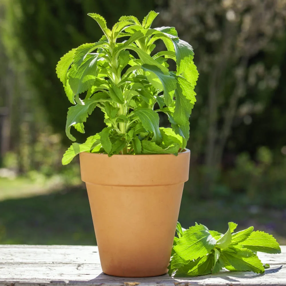 Stevia Seeds - Stevia Rebaudiana Herb Seed - 50 Seeds