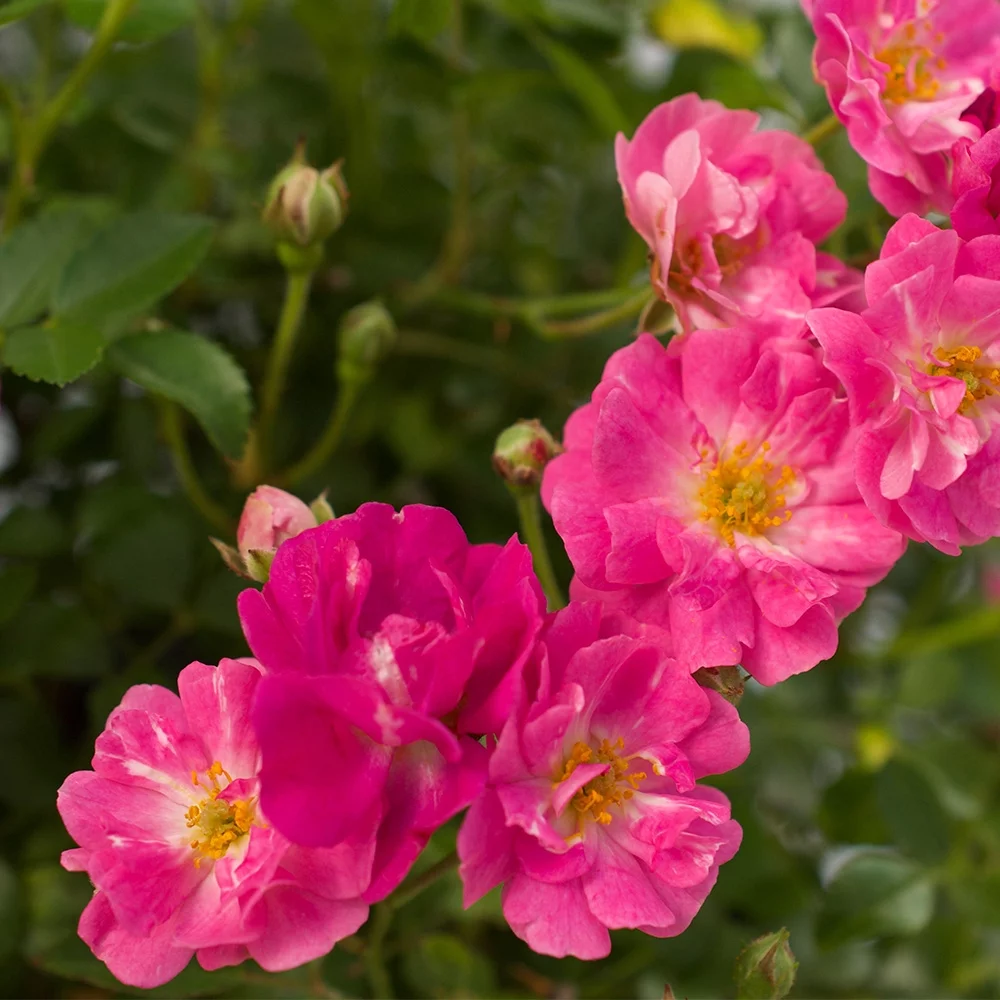 Heirloom Roses - Pretty Polly® Pink Shrub Rose Plant - Pink Rose Flowers