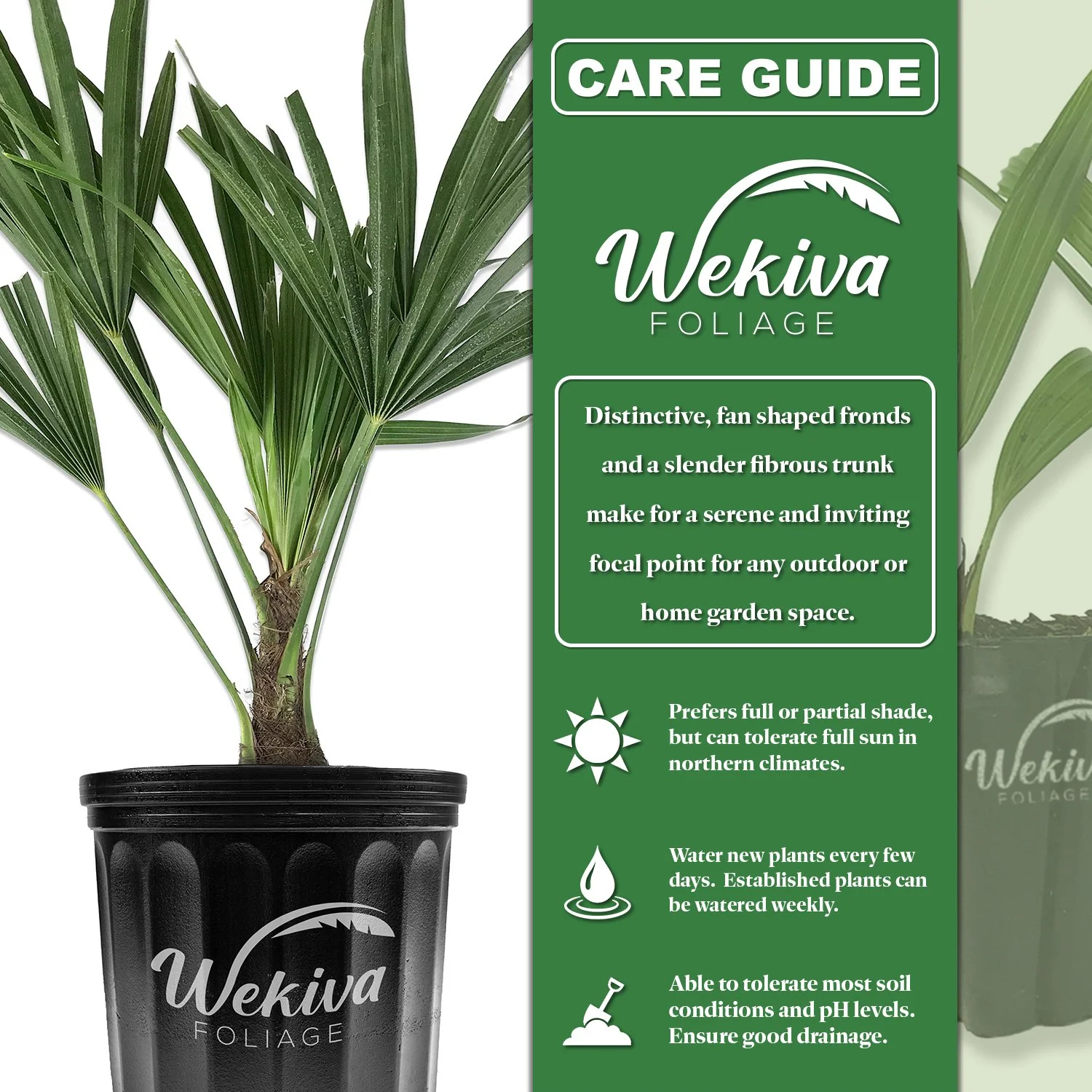 Windmill Palm - 3 Live Starter Plants in 2 Inch Pots - Trachycarpus Fortunei - Hardy Palm from Florida