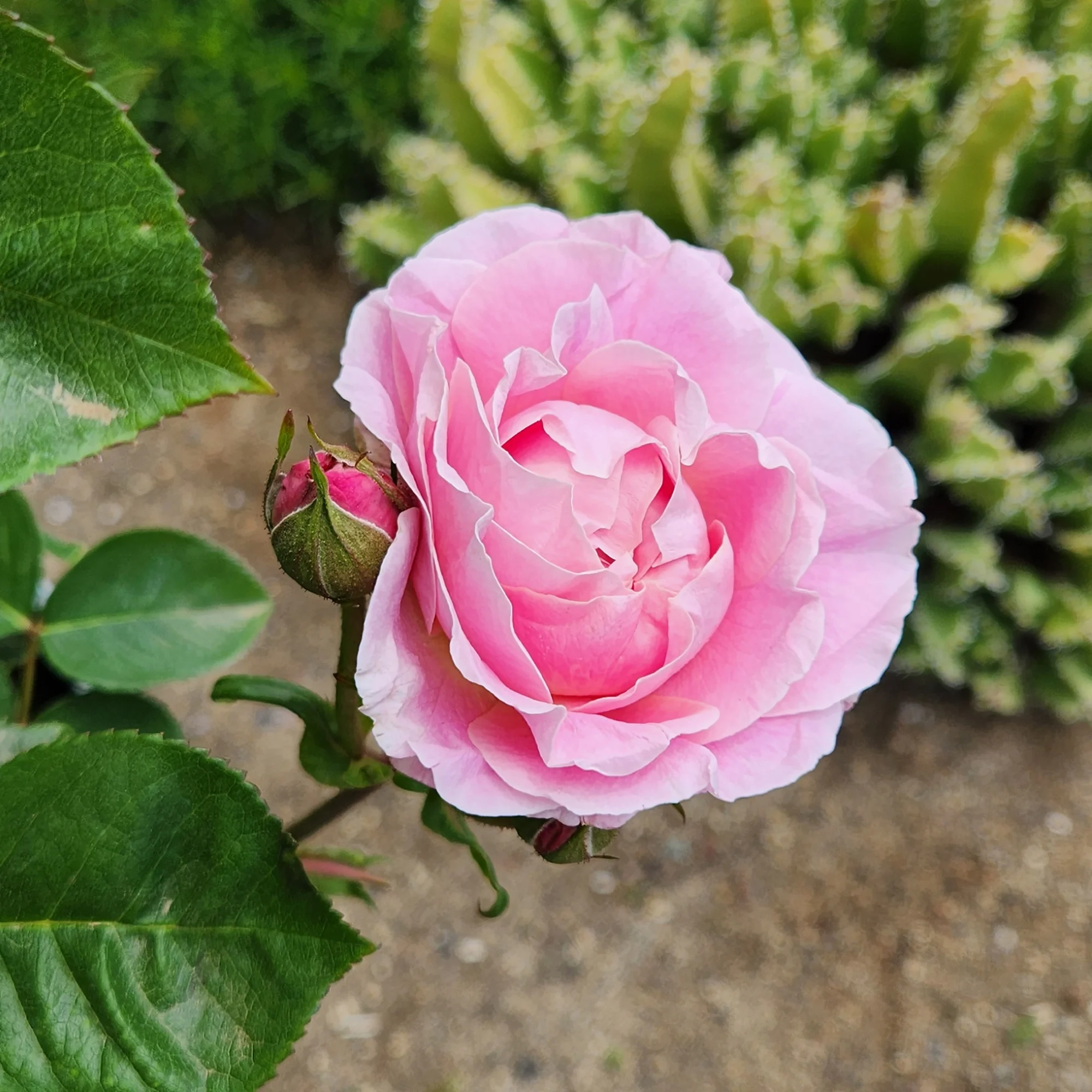 'True Perfume' PP28929 Pink Rose Bush | 8qt. Grow Pot | Full Sun | True Bloom by Altman Plants