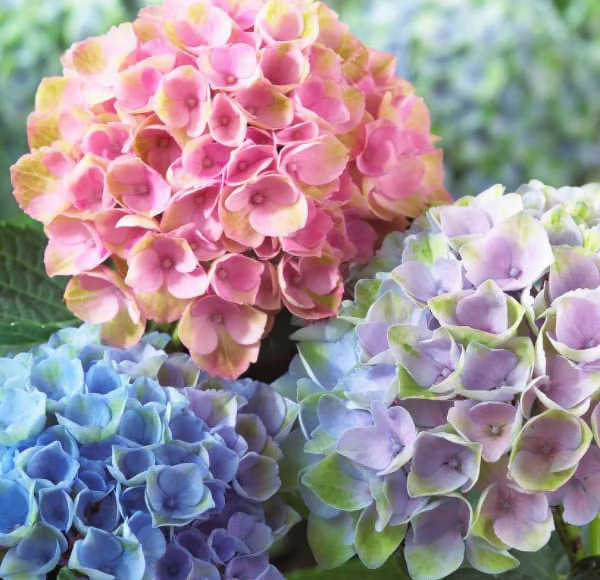 Expert Gardener Outdoor Live Plant Hydrangea Everlasting Revolution Pink 1G, Part Shade