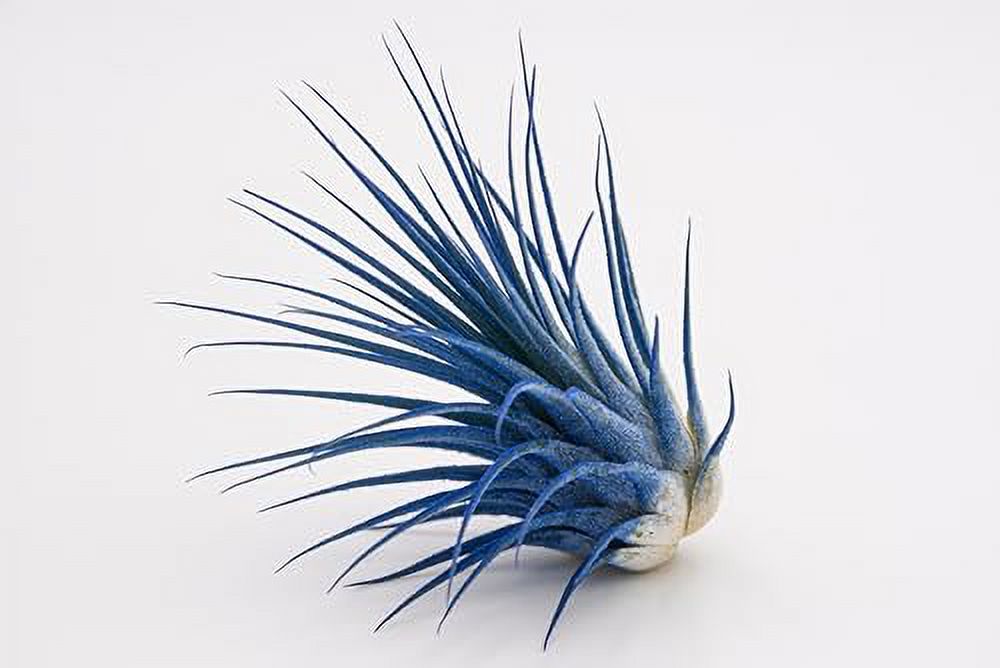 Live Extra Large Tillandsia Ionantha Guatemala Colorful Air Plant 3+ inch Enhanced Color Easy Care Indoor Outdoor Home Decor Gift Airplant by Awesome Industries (Deep Blue XL)