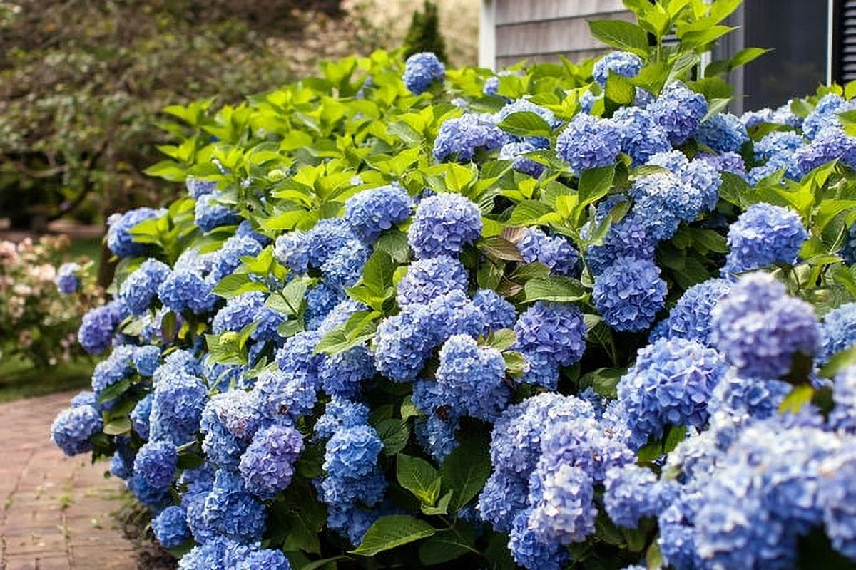 Endlesssummer Hydran 1g Hydrangea Es Live Plant