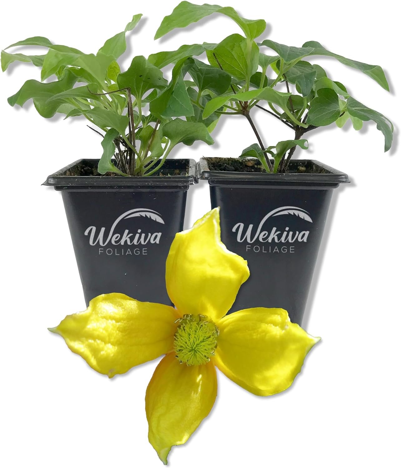 Clematis Tangutica - 2 Live Starter Plants in 2 Inch Growers Pots - Starter Plants Ready for The Garden - Rare Clematis for Collectors