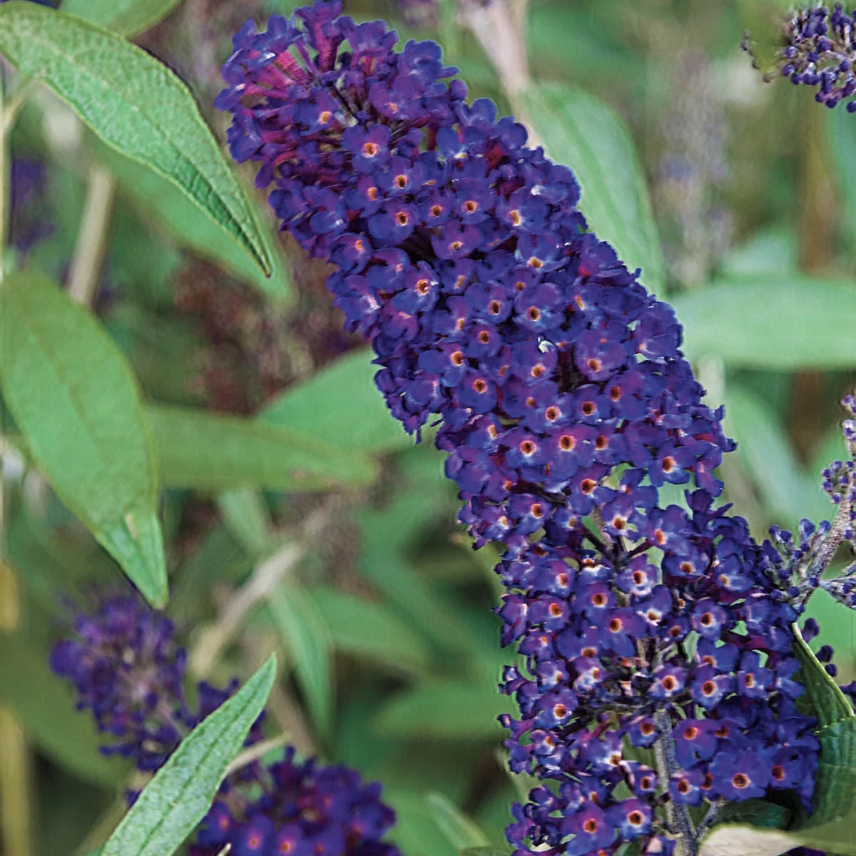 Black Knight Butterfly Bush (Buddleia), Deciduous Bare Root Starter Perennial Plant (1-Pack)
